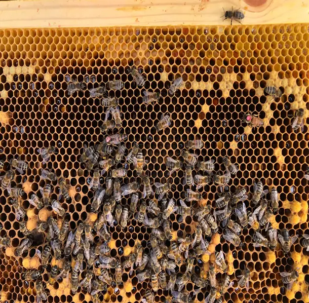 Multiple bees working hard to produce honey