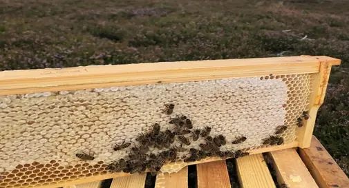 Bees next to a comb