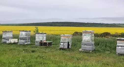 Multiple bee hives in front of a field with flowers