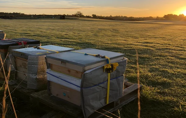 Hives and the sunset in the background