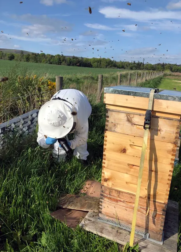 Dani in her  beekeeping suit